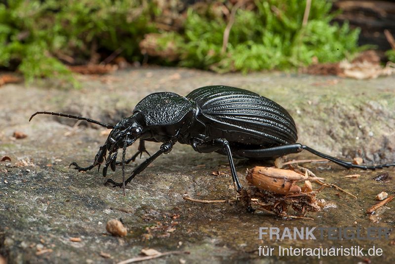 Tiger Beetle, Tefflus megerlei