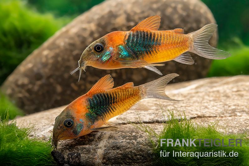 Orangener Venezuelapanzerwels, Corydoras venezuelanus orange