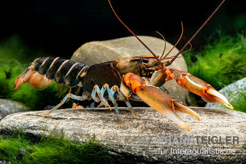 "Red Claw" Tigerkrebs, Cherax peknyi var. "Red Claw", Zufällig ausgewählt