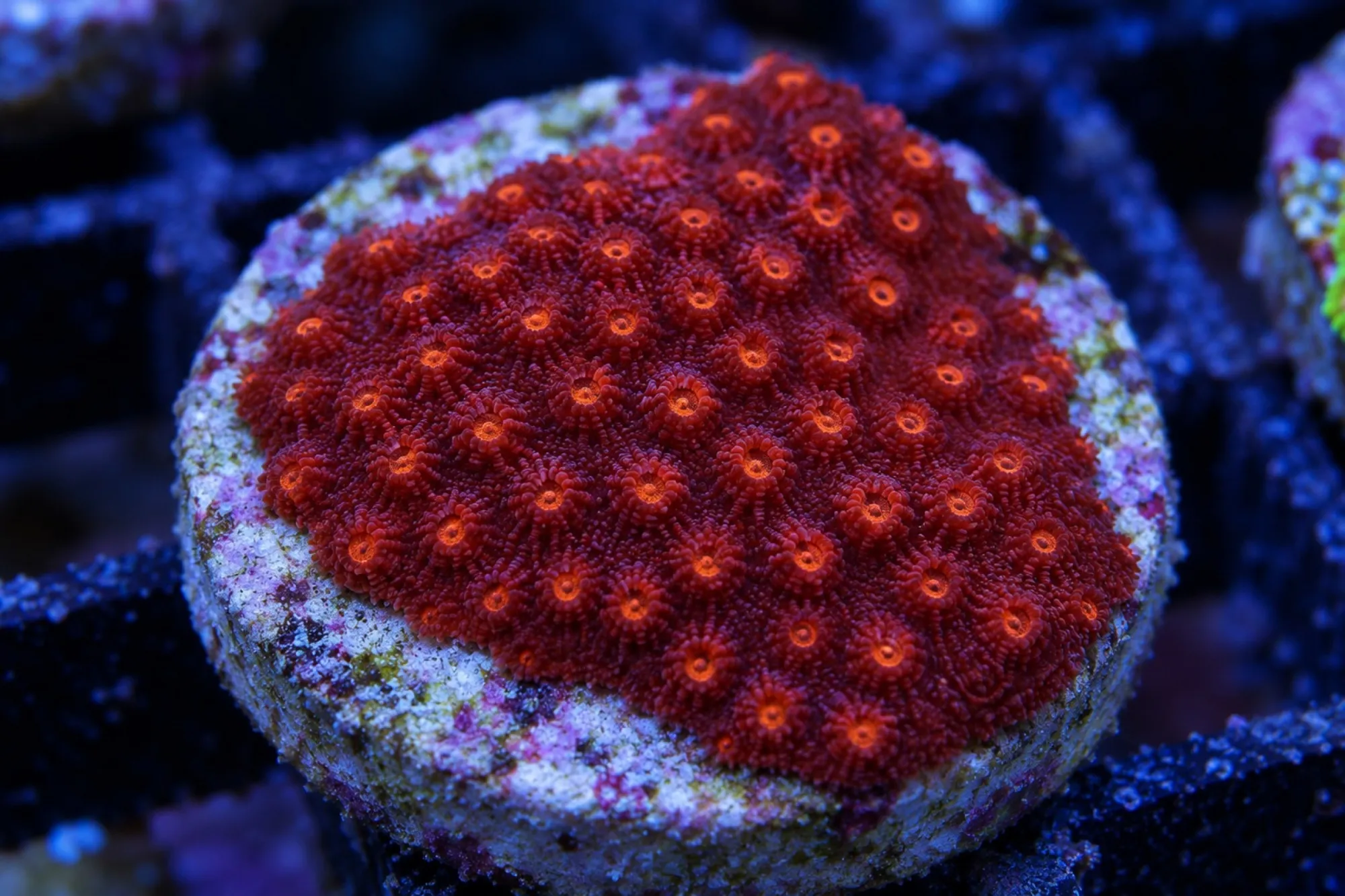 Kleine Knaufkoralle „Rot“ (Nachzucht), Cyphastrea decadia, Größe S–M