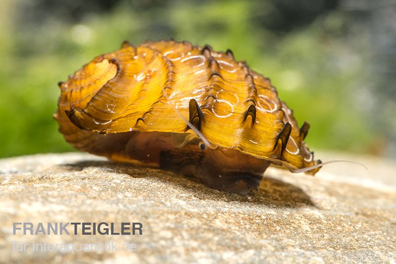 Fruit Snail, Neritina juttingae