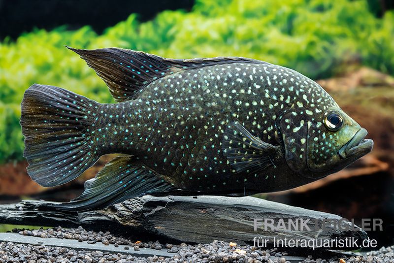 Marakeli-Buntbarsch, Paratilapia polleni