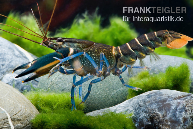 Dunkelblauer Krebs Variante II, Cherax sp. "Blue Moon Type II", Zufällig ausgewählt