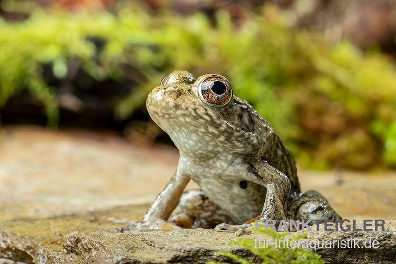 Flussfrosch, Rana heckscheri