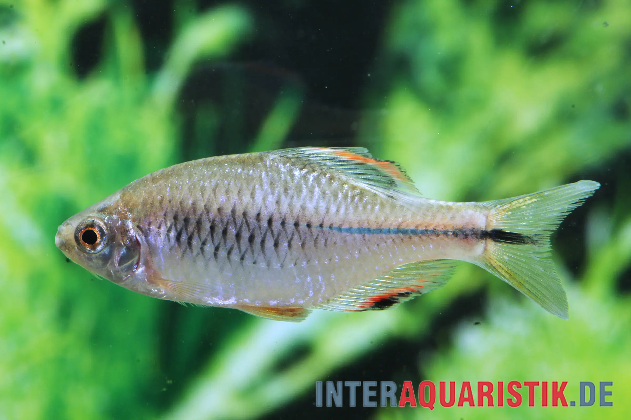 Perlmuschelfisch, Paratanakia himantegus (Warmwasser & Kaltwasser)