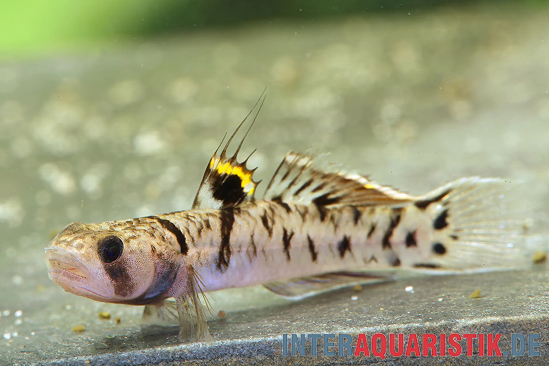 Goldstreifengrundel (Mugilogobius chulae) – Nahaufnahme eines kleinen Bodenfischs mit auffälligem goldenen Längsstreifen auf Sand; robust, geeignet für hartes Wasser oder leichtes Brackwasser, Aquarium ab 60 cm