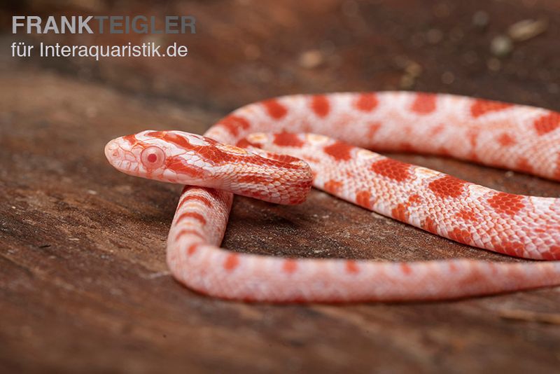 Kornnatter, Pantherophis guttatus AMEL