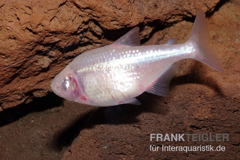 Blinder Höhlensalmler, Astyanax fasciatus mexicanus, 4-5 cm