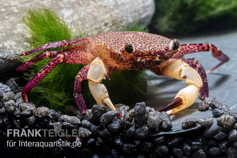 White Claw Crab, Syntripsa flavichela, Zufällig ausgewählt