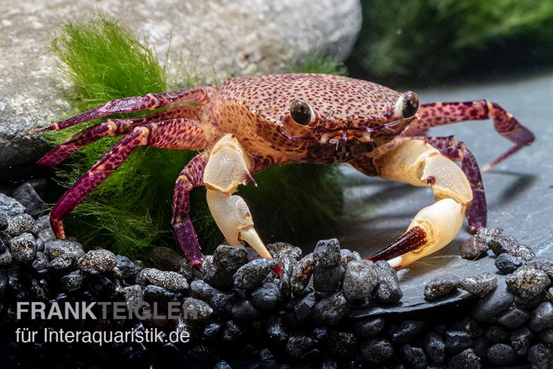 White Claw Crab, Syntripsa flavichela