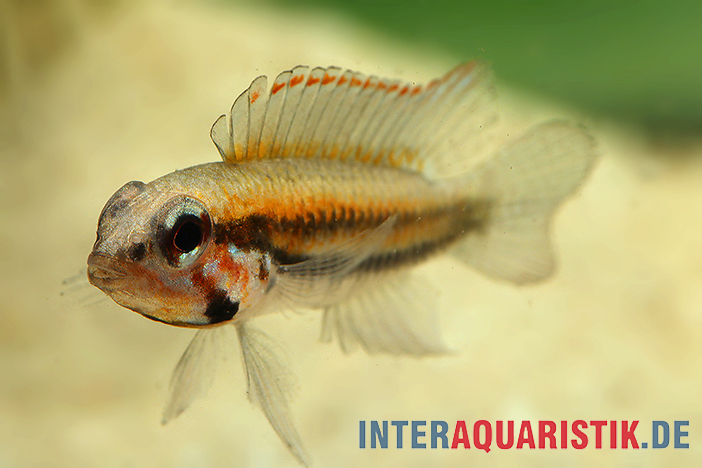 Nahaufnahme eines bunten Zwergbuntbarschs