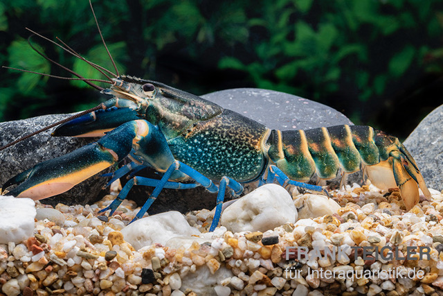 Dunkelblauer Krebs Variante II, Cherax sp. "Blue Moon Type II"