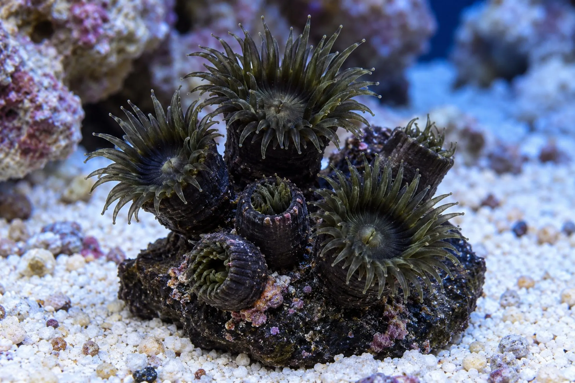 Sonnenkoralle „Schwarz“ (Nachzucht), Tubastraea diaphana, Größe S–M