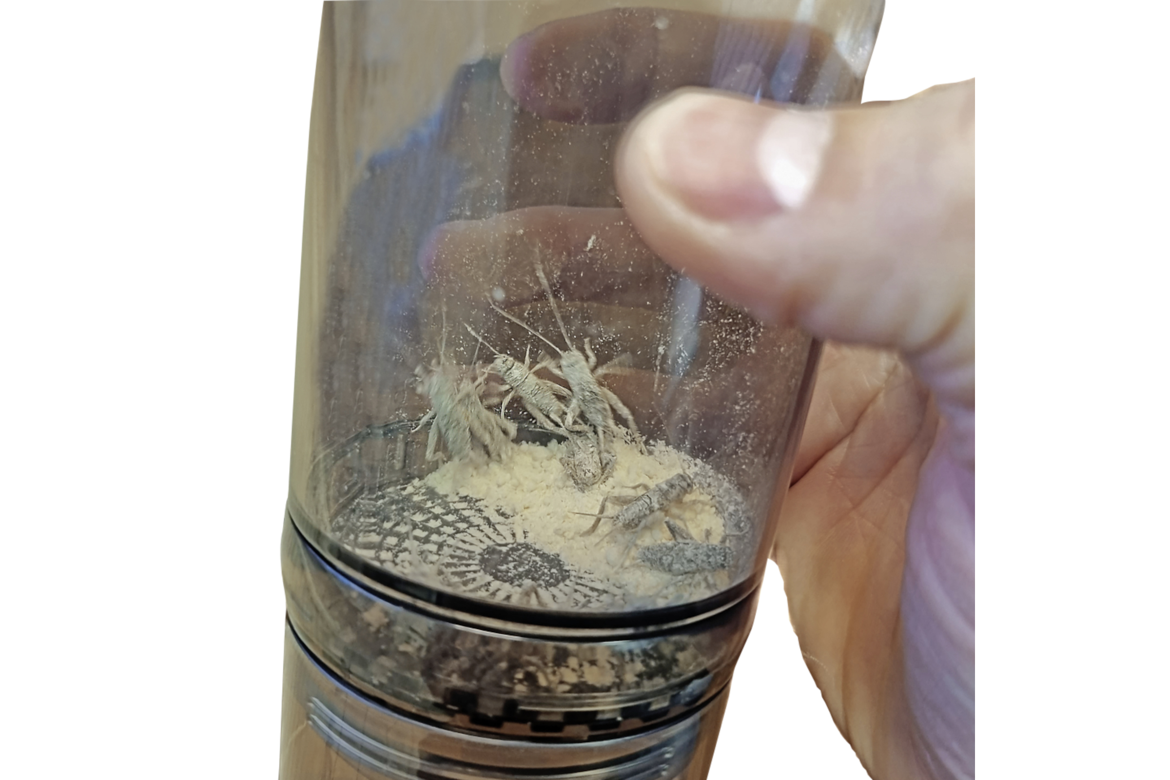 Hand hält transparente Gewürzmühle mit Insekten