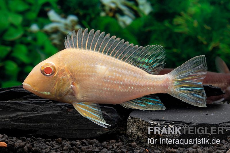 Albino-Rotkopf-Erdfresser, Geophagus sp. RIO TAPAJOS "Albino"