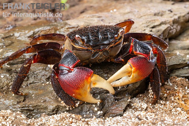 Spider Crab, Neosarmatium meinerti, Paar (1 Männchen + 1 Weibchen)