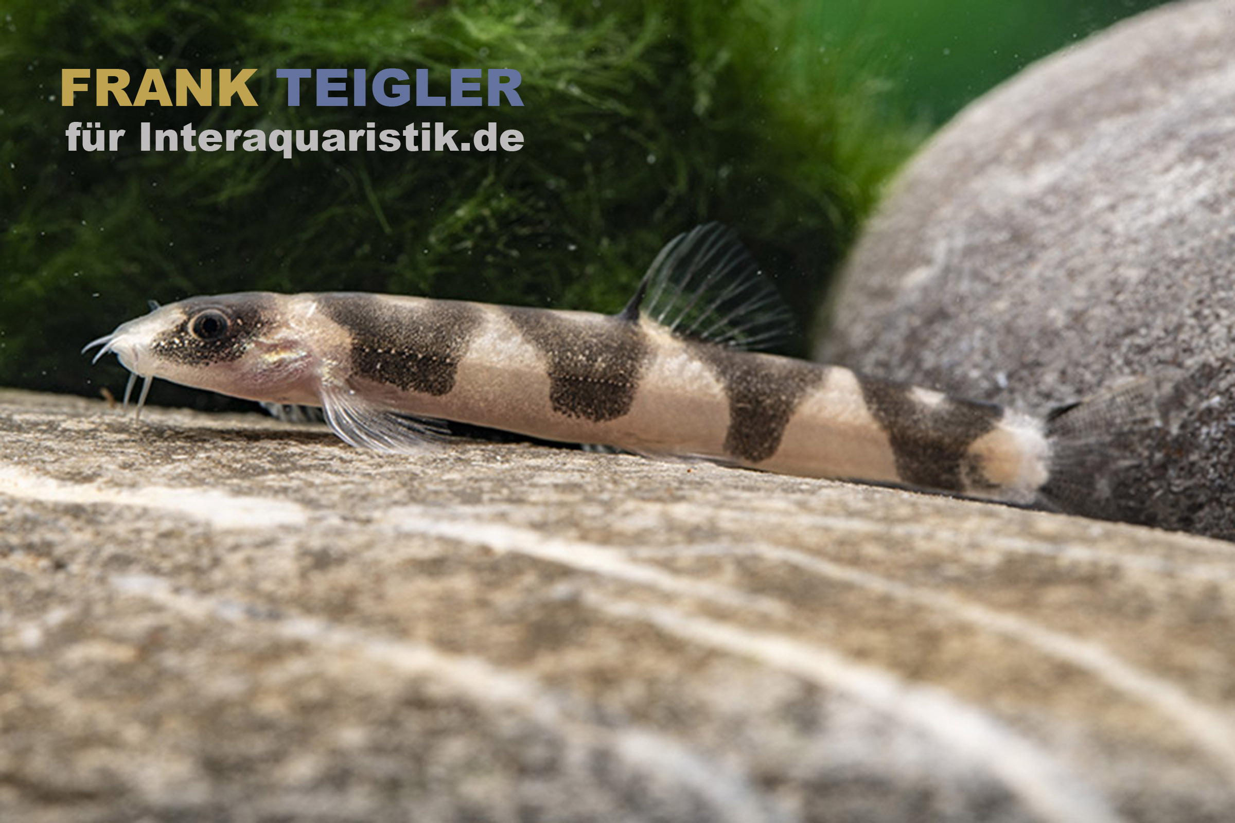 Drachen-Zwergschmerle, schwarz-weiße Zwergschmerle, Schistura pridii