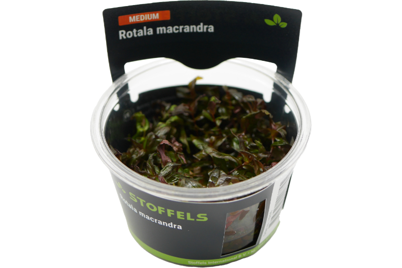 Dichtblättrige Rotala, Rotala macrandra, In Vitro