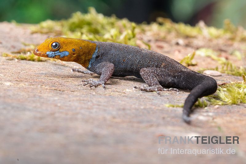 Blauer Rotkopfgecko, Gonatodes albogularis, gemischt