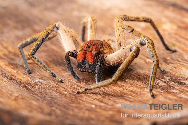 Red Fang Spider, Piloctenus haematostoma