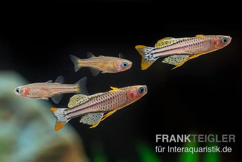 Gepunktetes Blauauge Aru IV, Pseudomugil gertrudae "Aru IV"