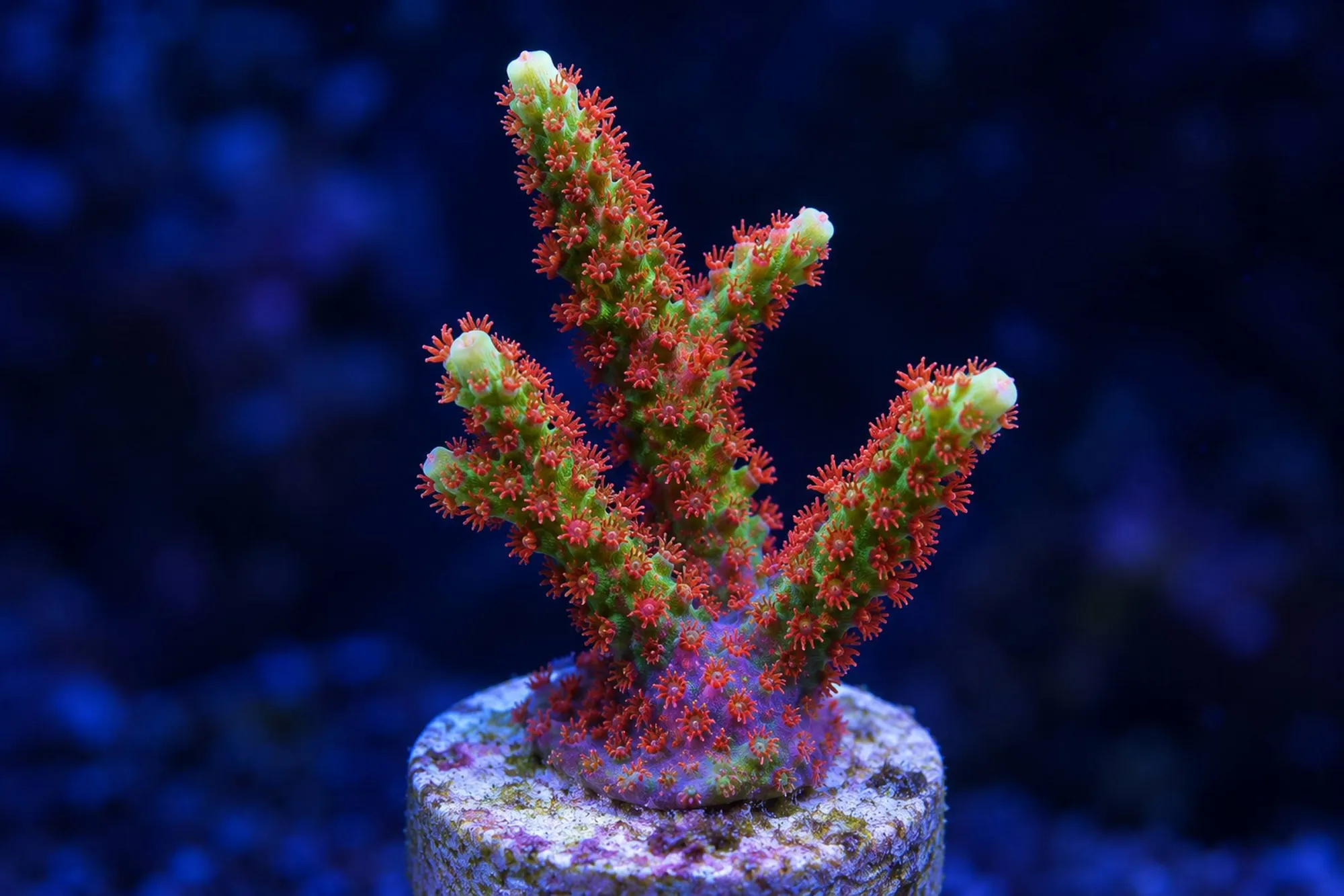 Montipora-Steinkoralle „Forest Fire“ (Nachzucht), Montipora samarensis, Größe S–M