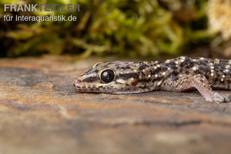 Gepunkteter Hausgecko, Hemidactylus angulatus