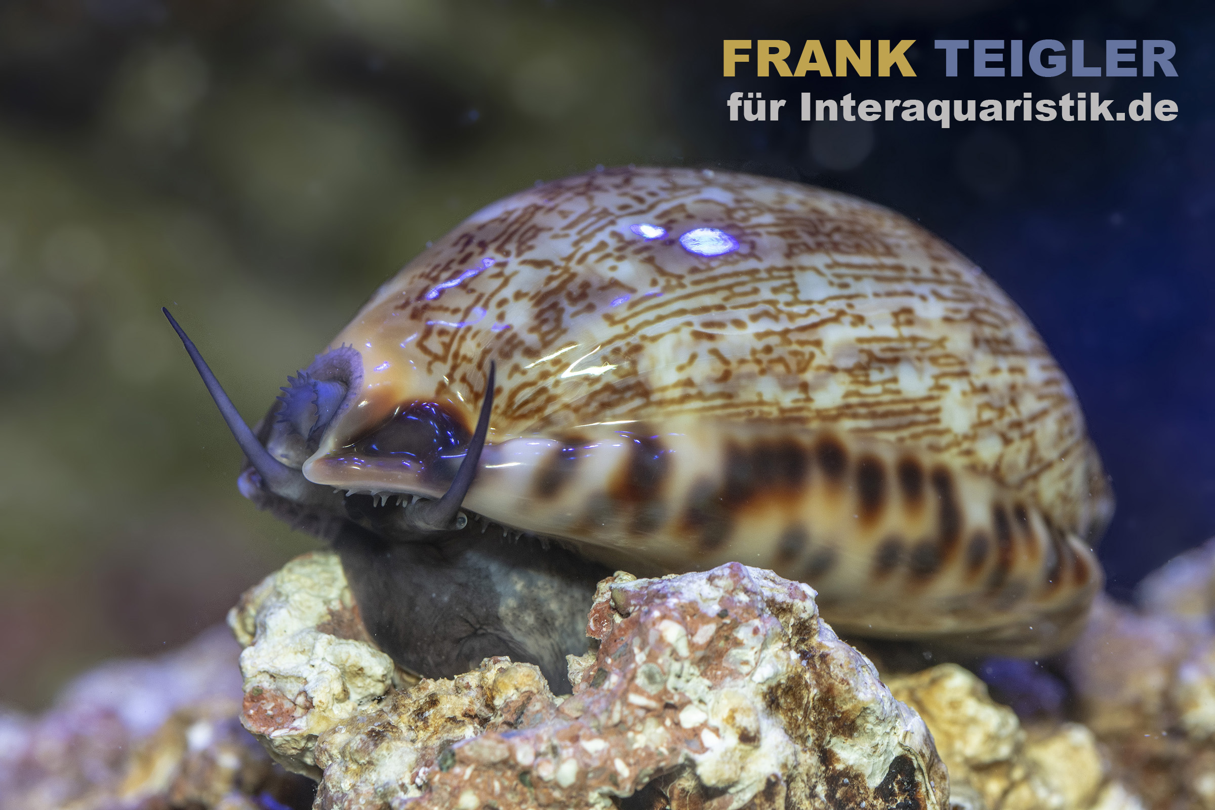 Nahaufnahme einer gefleckten Kauri-Schnecke (Meeresschnecke) mit glänzend gemustertem Gehäuse und ausgestreckten Tentakeln auf Korallengestein