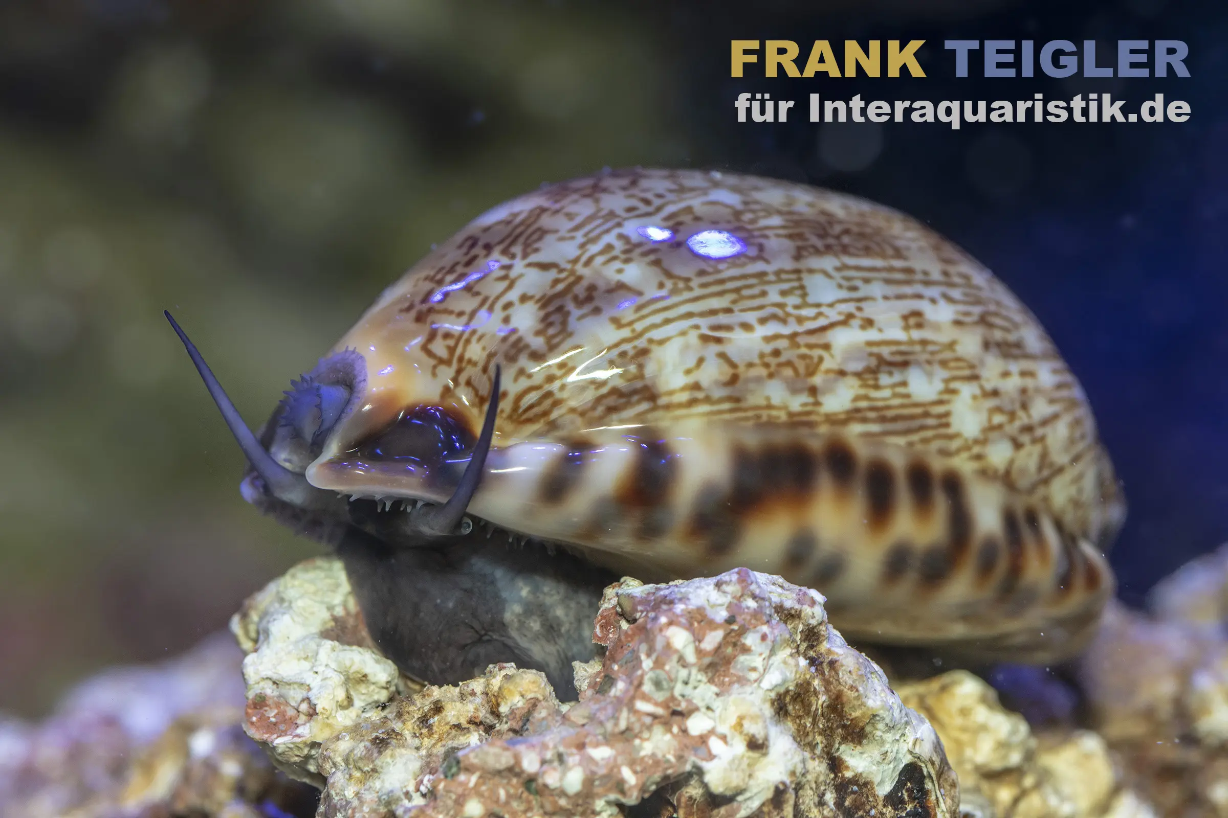 Nahaufnahme einer gefleckten Kauri-Schnecke (Meeresschnecke) mit glänzend gemustertem Gehäuse und ausgestreckten Tentakeln auf Korallengestein