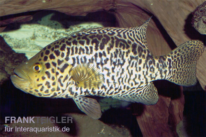 Jaguarcichlide, Parachromis managuensis