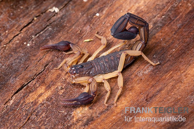 Zentralamerikanischer Bark-Skorpion, Centruroides margaritatus