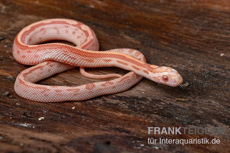 Kornnatter, Pantherophis guttatus AMEL MOTLY STRIPED