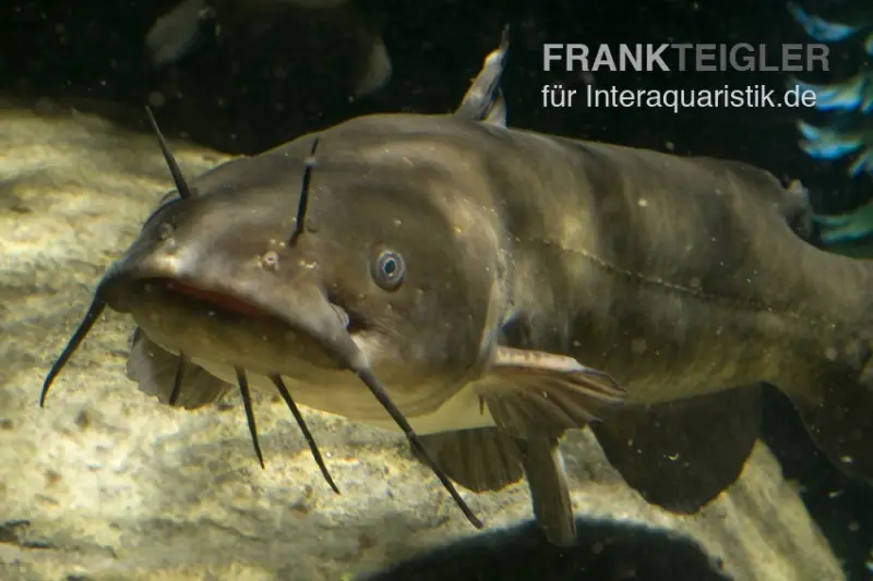 Goldfische & Kaltwasserfische