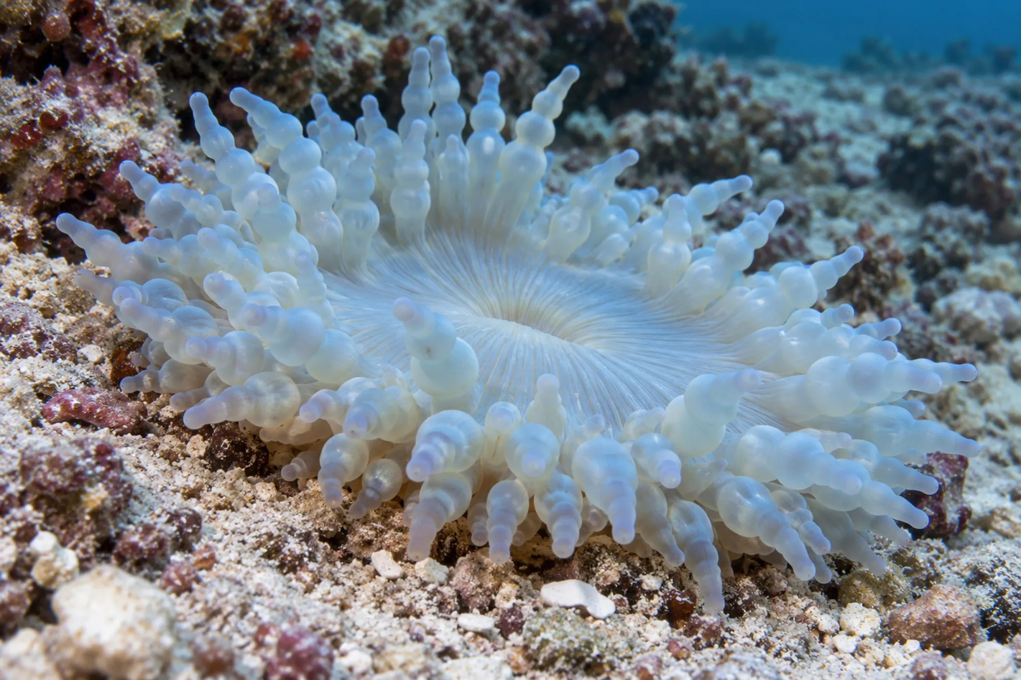Glasperlen-Anemone „Hellblau“, Heteractis aurora, Größe S–M