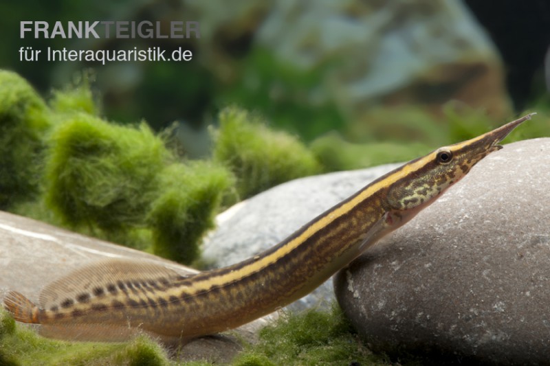 Stachelaal, Macrognathus lineatomaculatus