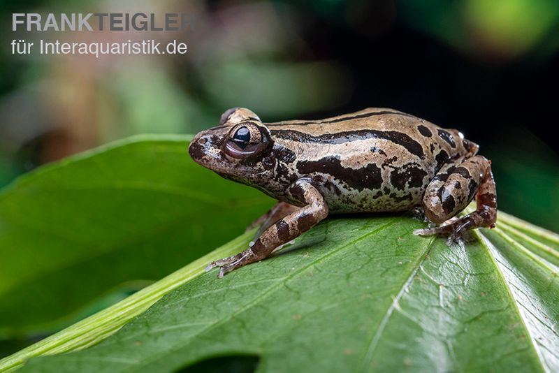 Senegal-Rennfrosch, Kassina senegalensis