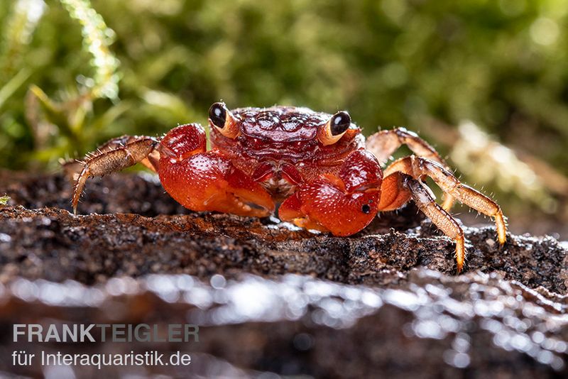 Glühscheren-Vampirkrabbe, Geosesarma penangense, Trio (1 Männchen + 2 Weibchen)