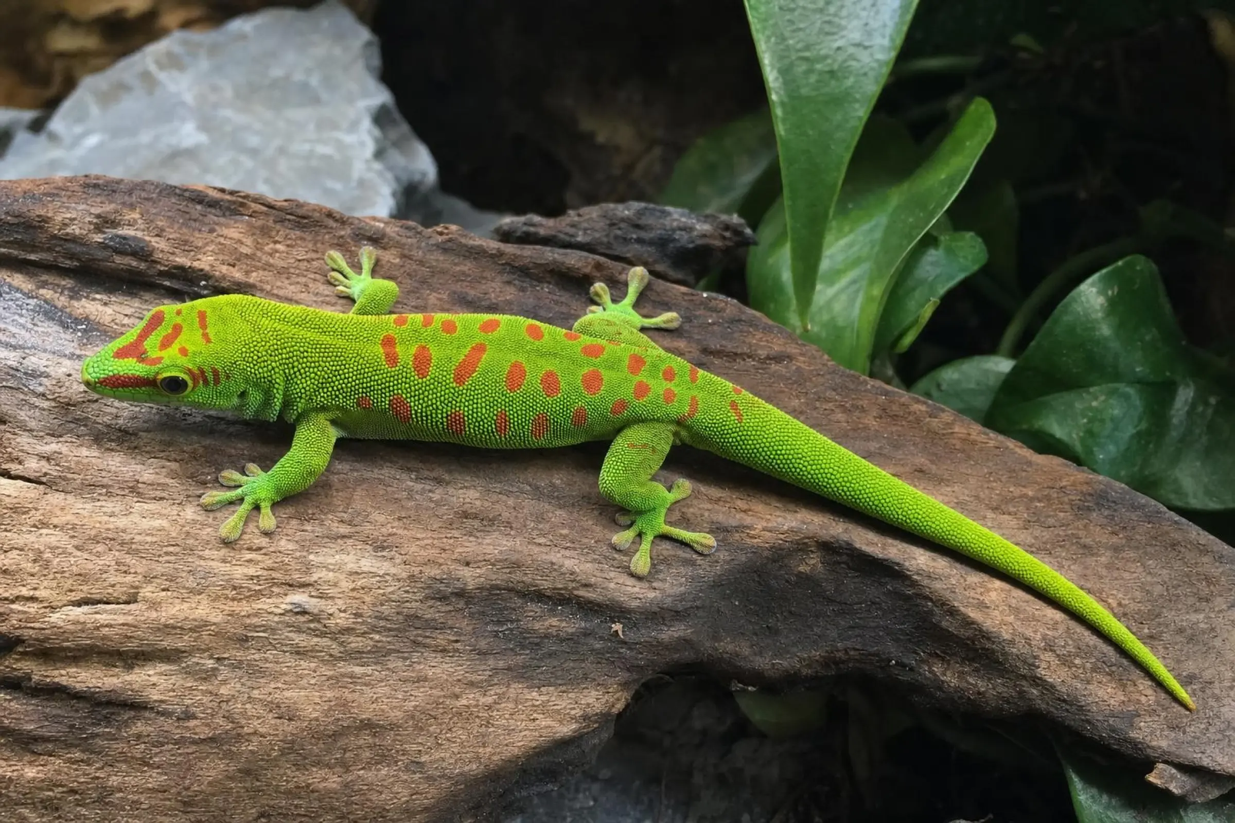 Großer Madagaskar-Taggecko, Phelsuma grandis