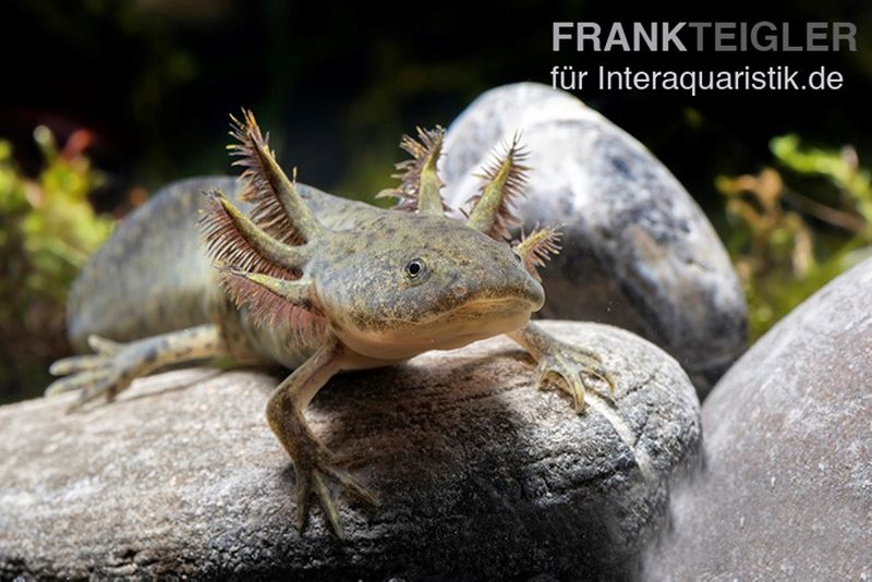 Axolotl naturfarben, Ambystoma mexicanum