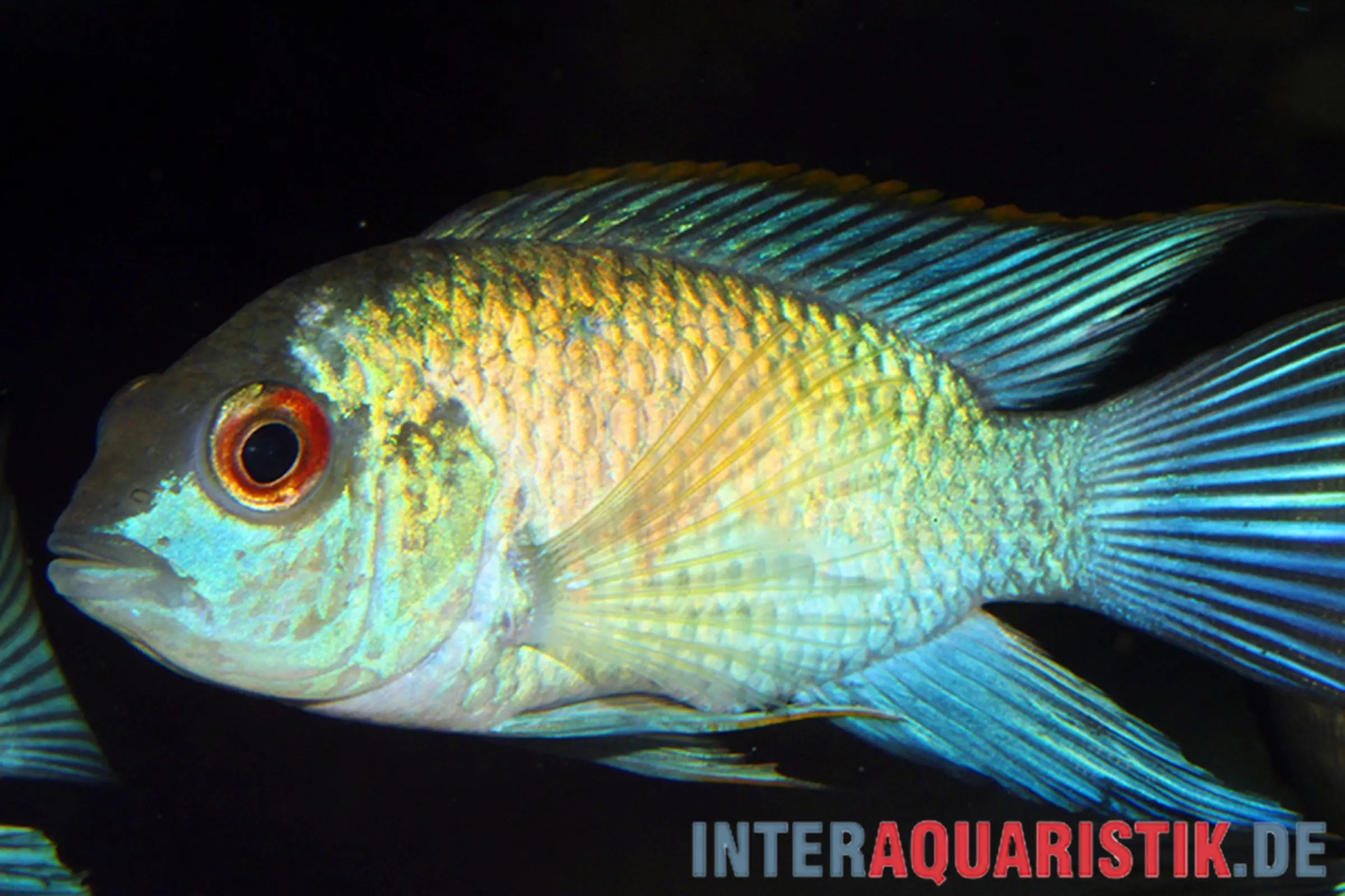 Neonblauer Blaupunktbuntbarsch, Andinoacara pulcher „Neon Blue“