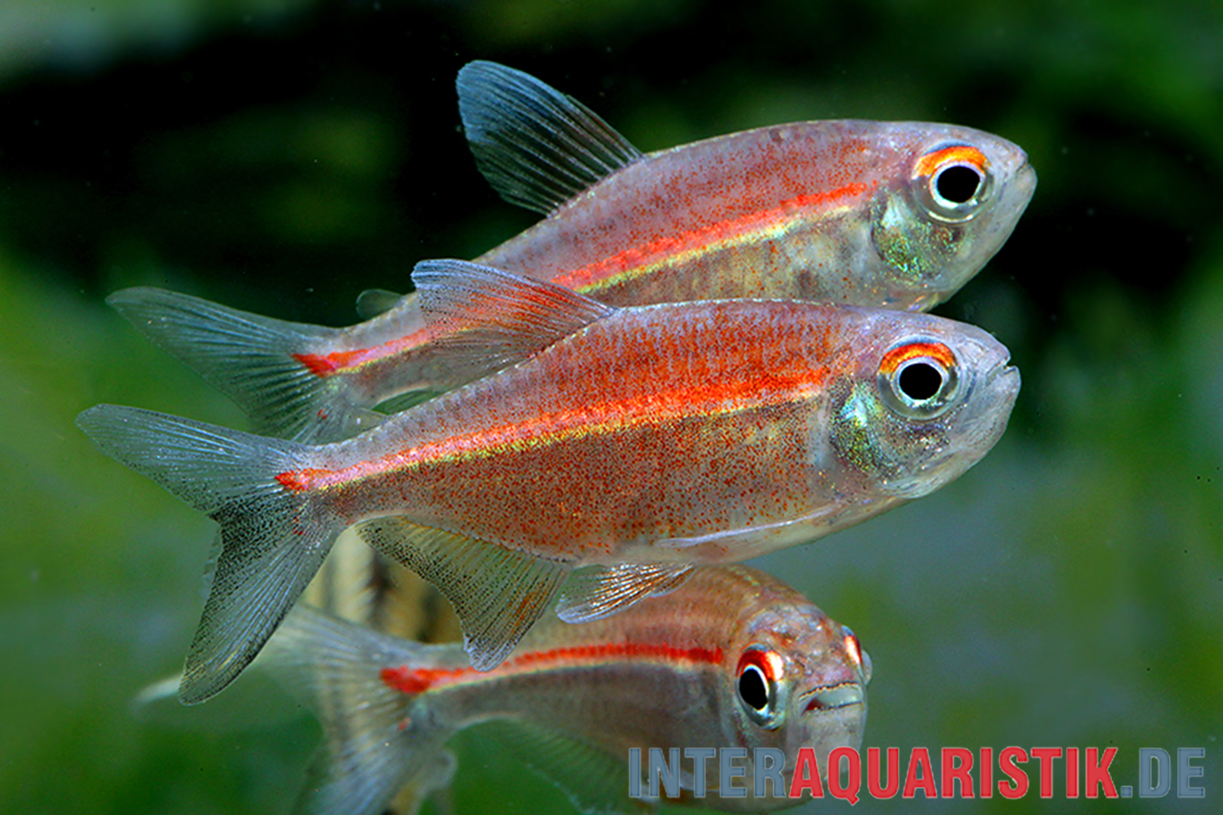 Coeruleus-Salmler, Hemigrammus coeruleus