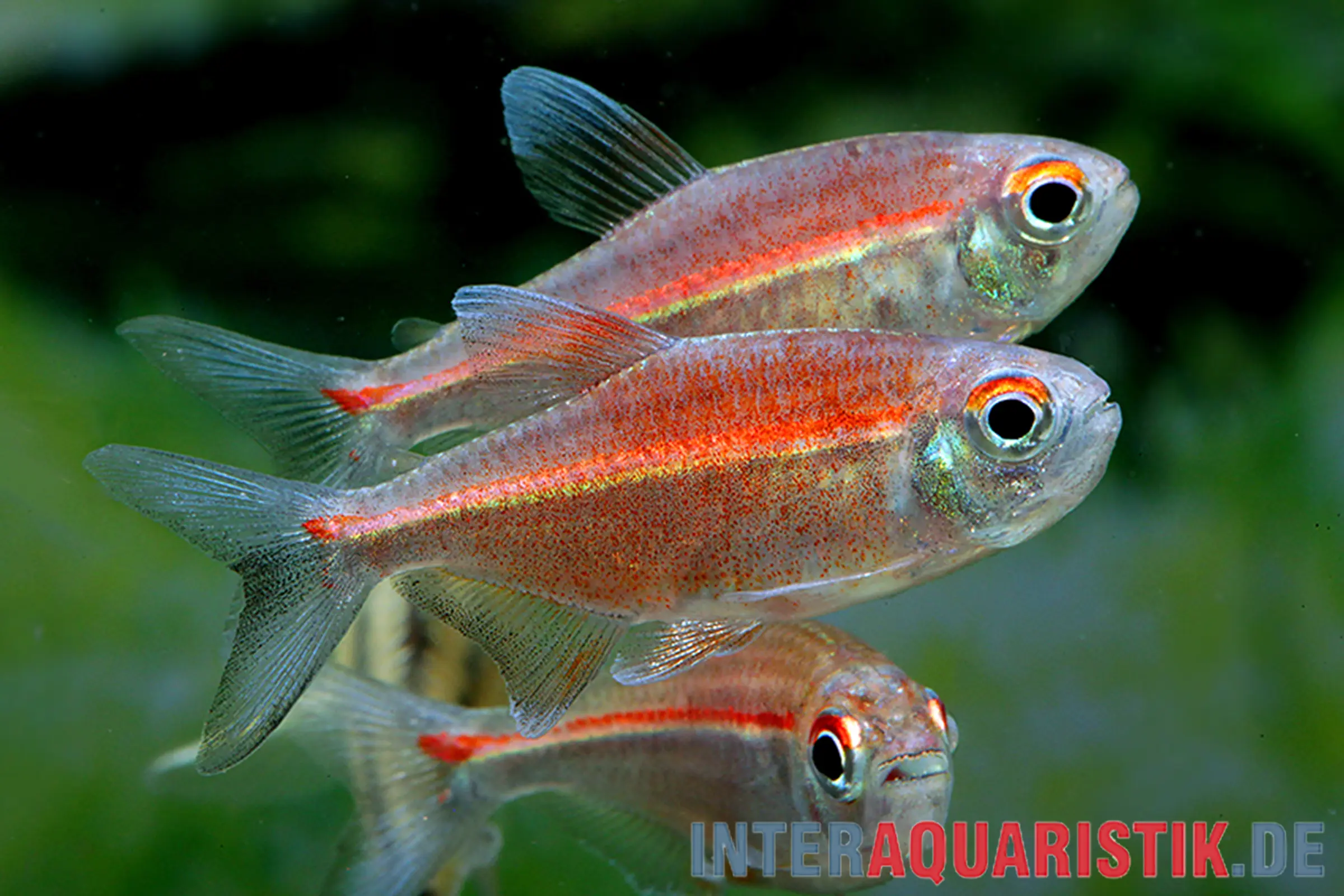 Coeruleus-Salmler, Hemigrammus coeruleus