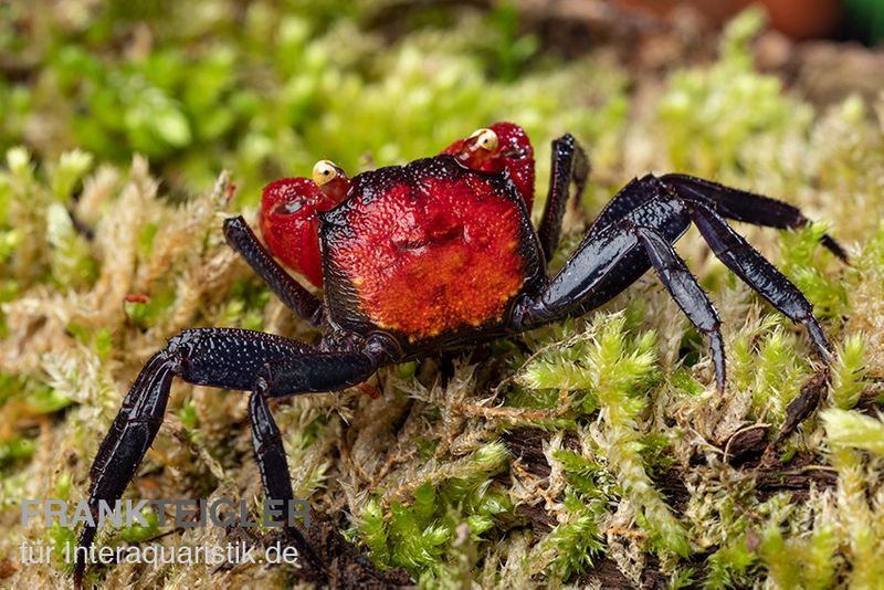 Rote Vampirkrabbe, Geosesarma hagen (Red Devil Crab)