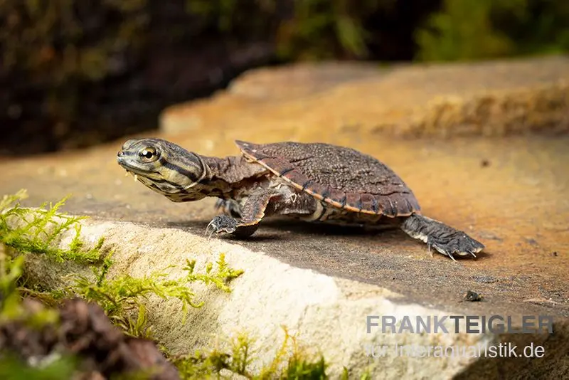 Dunkle Krötenkopfschildkröte, Phrynops geoffroanus
