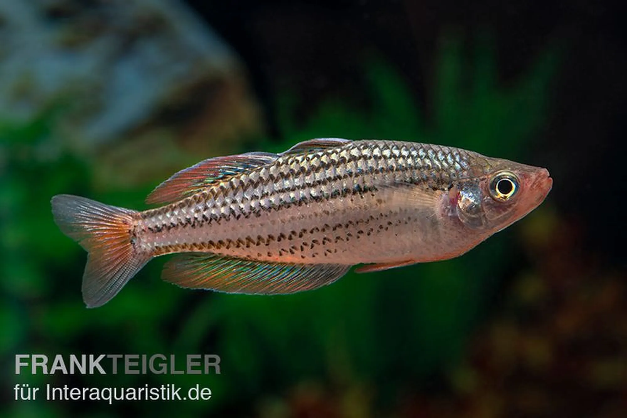 Starche-Creek-Regenbogenfisch „Starche Creek“, Melanotaenia maccullochi „Starche Creek“
