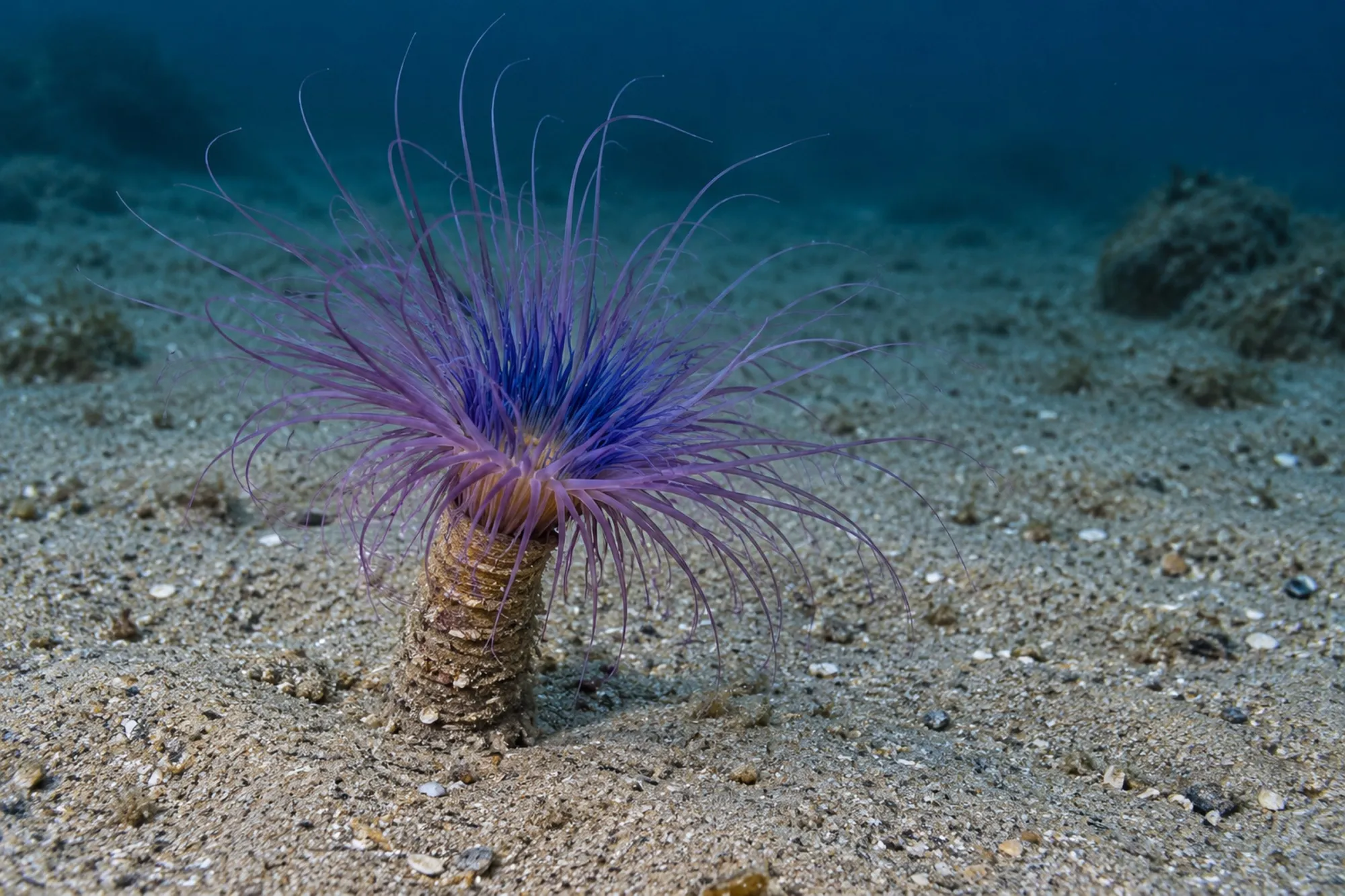 Große Zylinderrose „Purpur/Blau“, Cerianthus membranaceus, Größe M–L