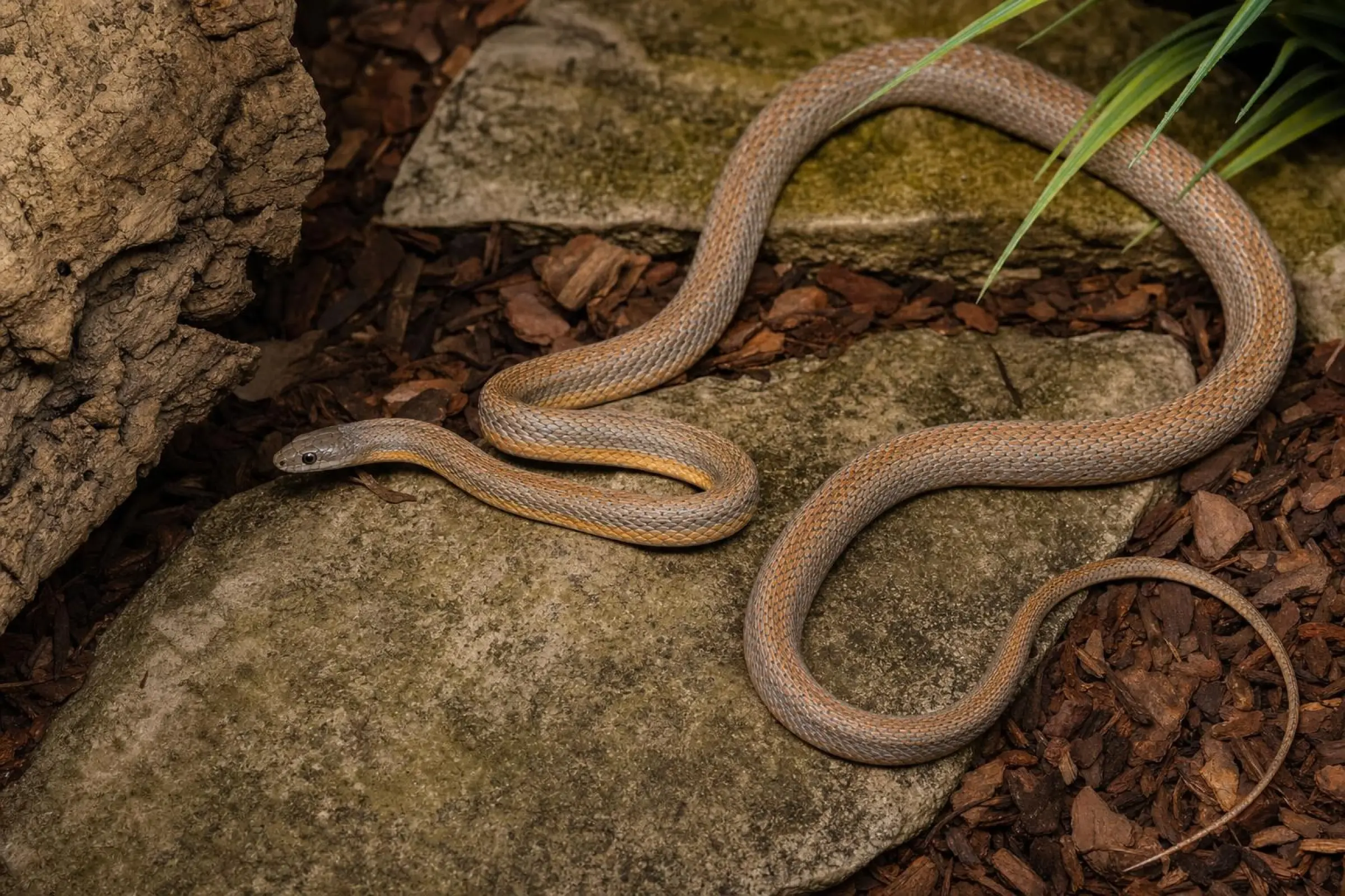 Bairds Kletternatter, Pantherophis bairdi