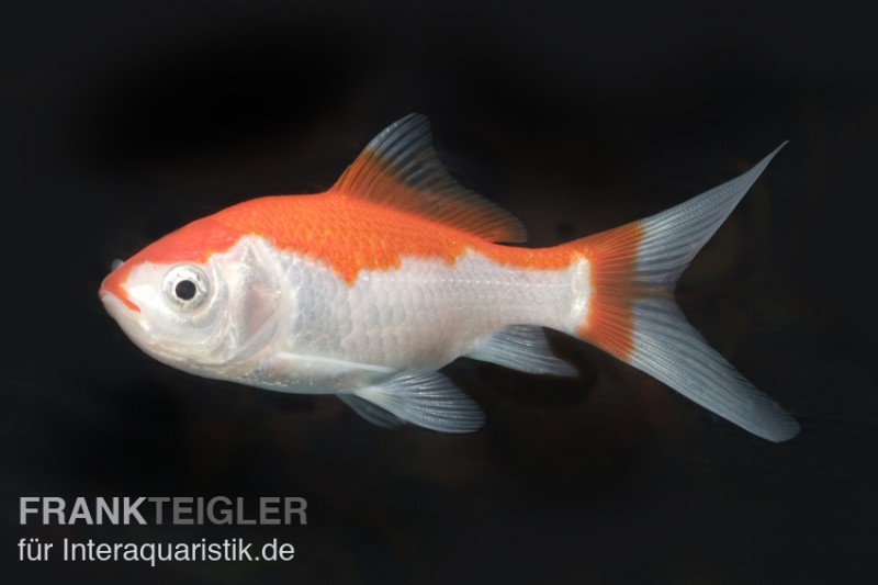 Goldfisch Sarassa rot-weiß, Carassius auratus (Kaltwasser)