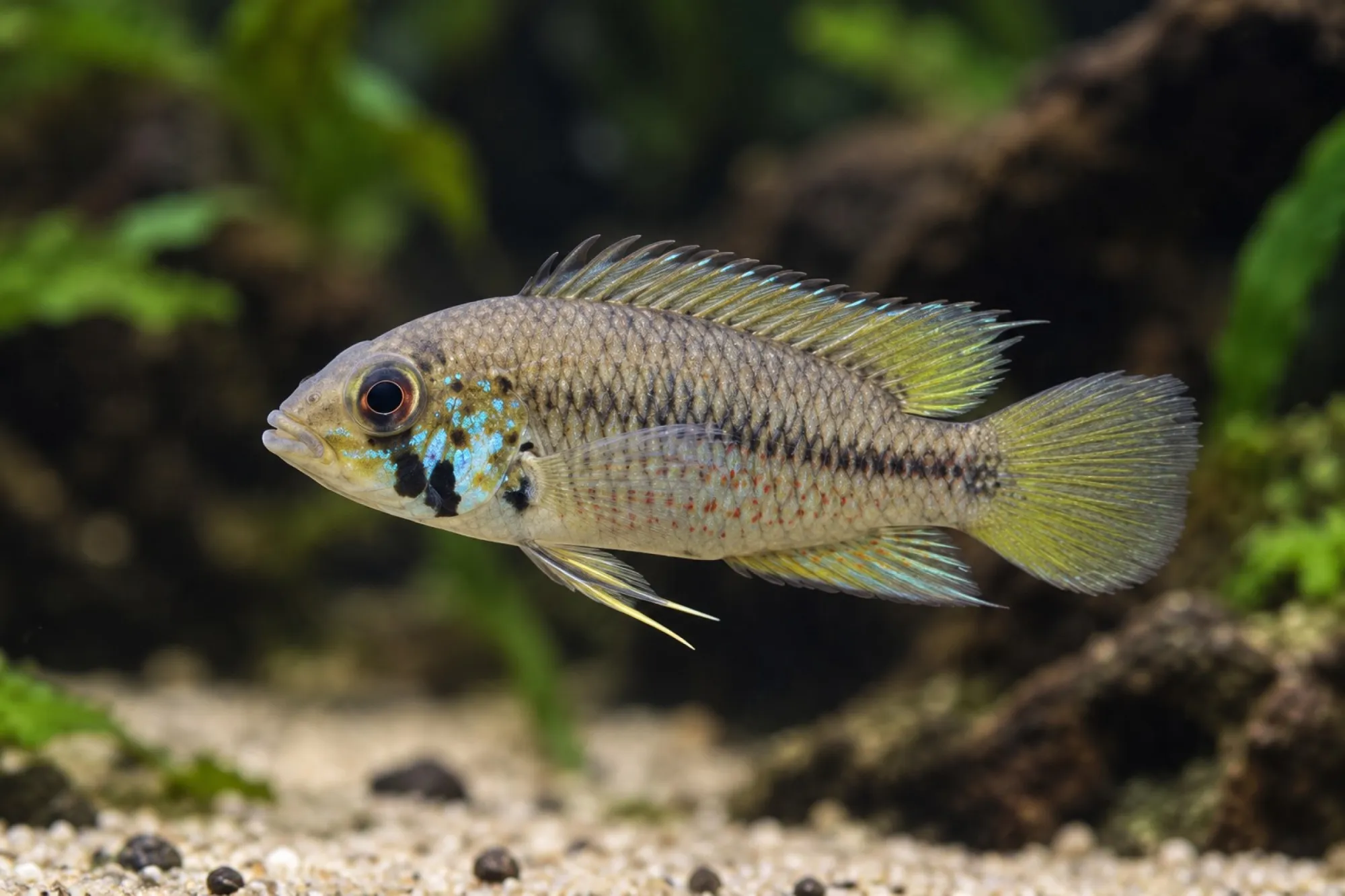 Rotpunkt-Zwergbuntbarsch, Apistogramma alacrina