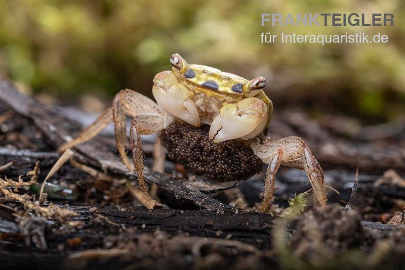 Smaragdkrabbe, Metasesarma spec. "Green Emerald" (Emerald Crab), Zufällig ausgewählt